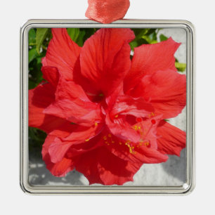 Red Double Hibisken Blume Silbernes Ornament