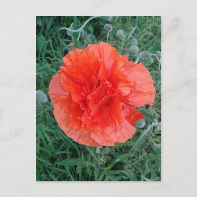 Red Double Poppy Floral Postkarte (Vorderseite)