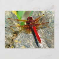 Red DragonFly oder DamselFly Insect Foto Postkarte