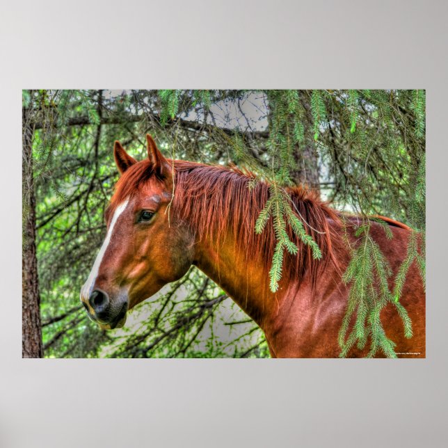 Red Dun Mare Horse im Forest Equine Foto Poster (Vorne)