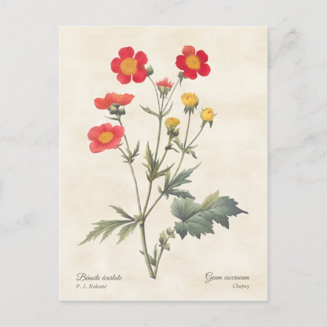 Red Dwarf Avens Vintag Botanische Illustration Postkarte (Vorderseite)