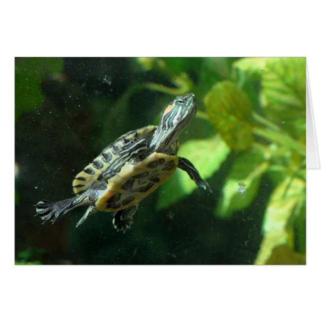 Red-Eared Slider - Framework Art Card (Vorderseite (Horizontal))