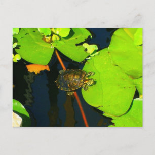 Red Eared Slider Postkarte
