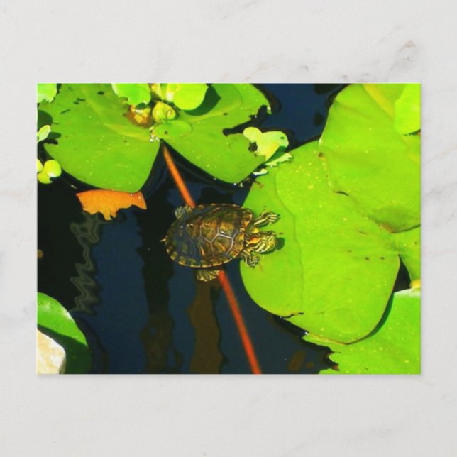 Red Eared Slider Postkarte (Vorderseite)