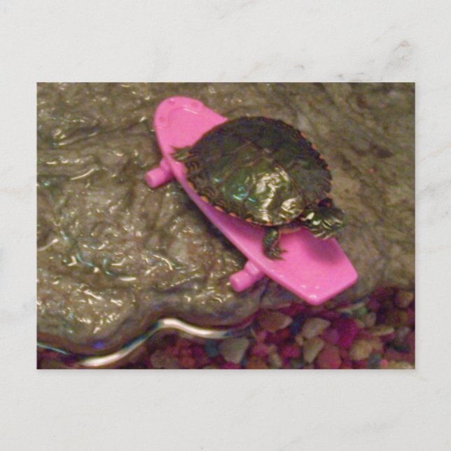 Red Eared Slider Turtle Riding Skateboard Postkarte (Vorderseite)