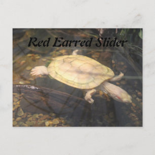 Red Earred Slider Postkarte