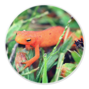 Red Eft Orange Salamander Nature 1 Keramikknauf