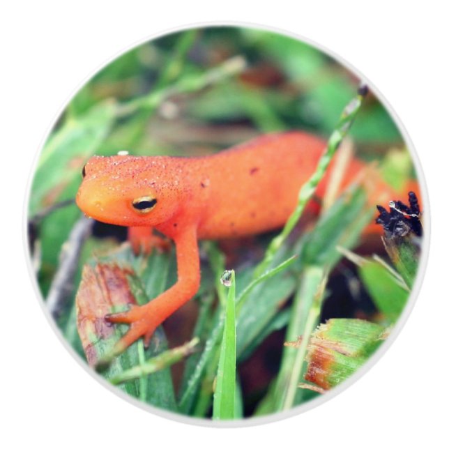 Red Eft Orange Salamander Nature 1 Keramikknauf (Vorderseite)