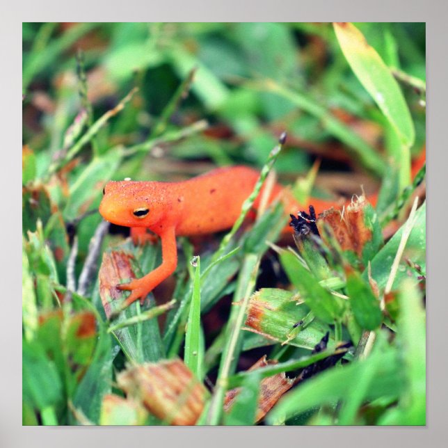 Red Eft Orange Salamander Nature 1 Poster (Vorne)