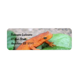 Red Eft Orange Salamander Nature #2 Anschrift