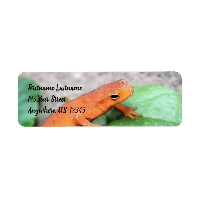 Red Eft Orange Salamander Nature #2 Anschrift (Vorne)