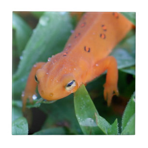 Red Eft Orange Salamander Nature Fliese