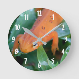 Red Eft Orange Salamander Nature Runde Wanduhr