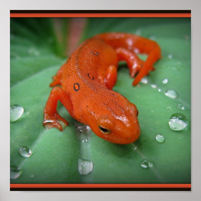 Red Eft Poster (Vorne)