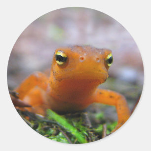 Red Eft Runder Aufkleber
