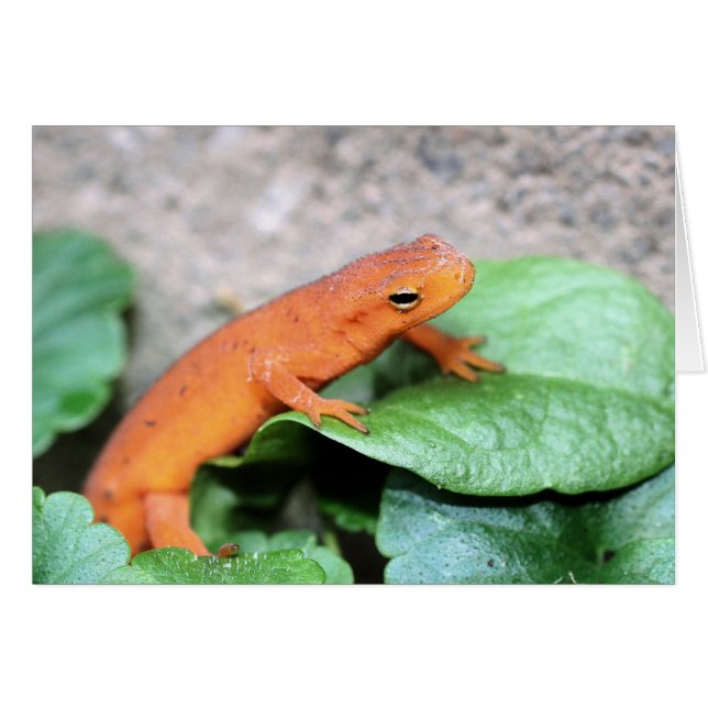 Red Eft Salamander Nature Fotocard (Vorderseite (Horizontal))