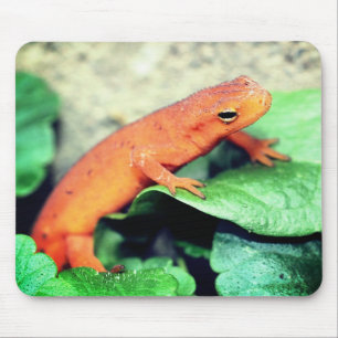 Red Eft Salamander Nature Mousepad