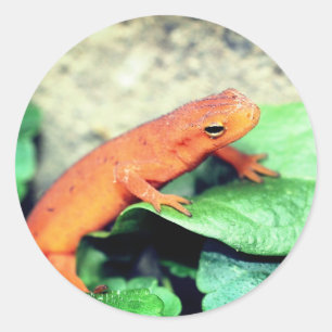 Red Eft Salamander Nature Runder Aufkleber