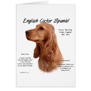Red English Cocker Spanische Geschichte