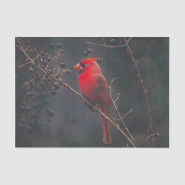 Red Exotic Kardinal Wildlife Seidenpapier (Vorderseite)