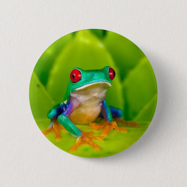 Red-eyed tree frog, Costa Rica Button (Vorderseite)