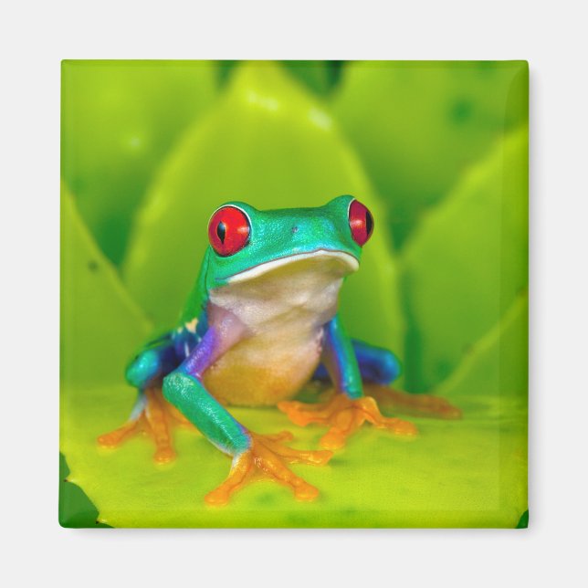 Red-eyed tree frog, Costa Rica Magnet (Vorne)