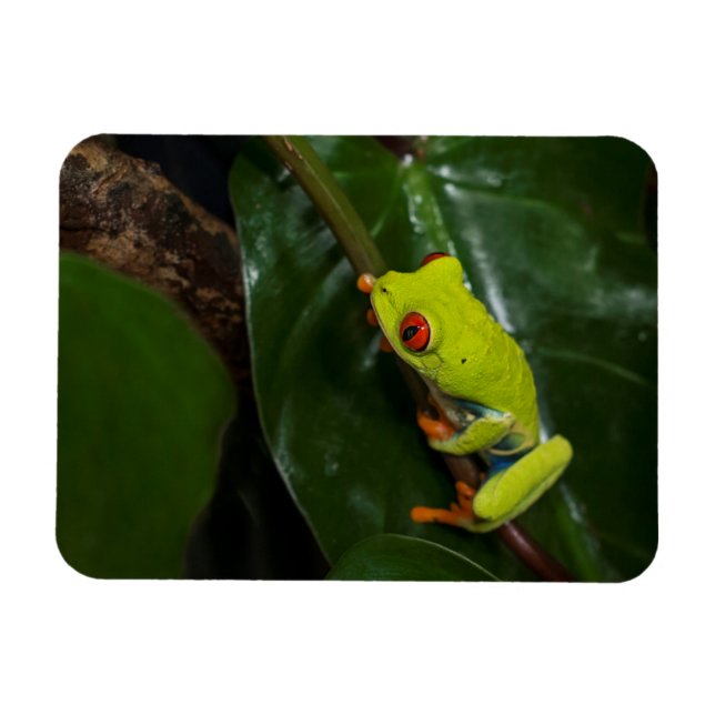 Red Eyes Frog On Stem Magnet (Horizontal)