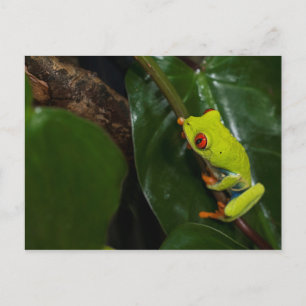 Red Eyes Frog On Stem Postkarte