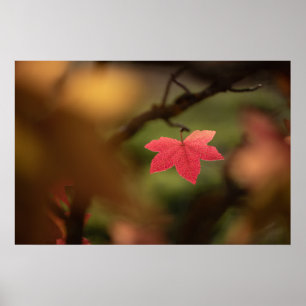Red Fall Leaf Nature Foto Poster