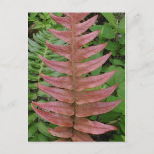 Red Fern Postkarte