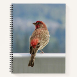 Red Finch Checking out the View. Notizbuch