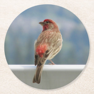 Red Finch Checking out the View. Runder Pappuntersetzer