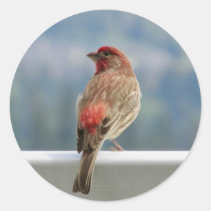  Red Finch Überprüfen Sie die Ansicht. Runder Aufkleber