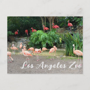 "Red Flamingos" und "Pink Flamingos" im Zoo Postkarte