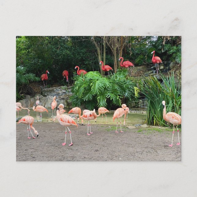 "Red Flamingos" und "Pink Flamingos" Postkarte (Vorderseite)
