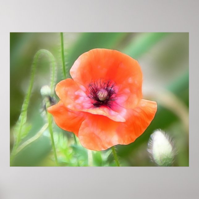 Red Flanders Poppy Poster (Vorne)