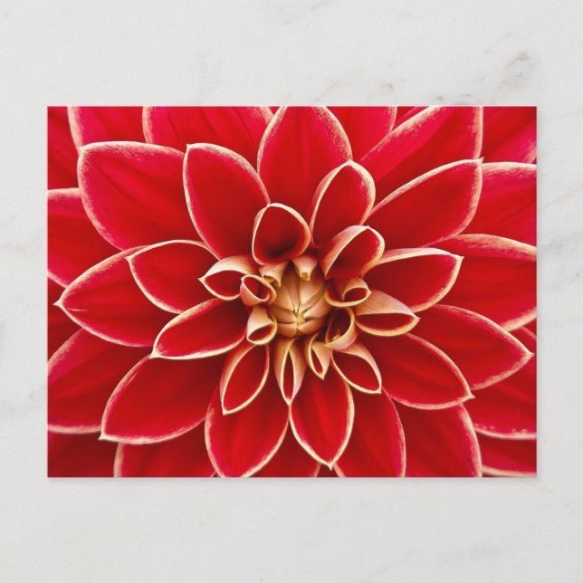 Red Floral Postcard Postkarte (Vorderseite)