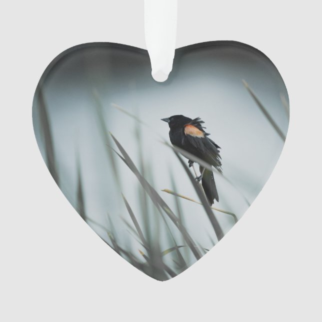 Red-Flügel Blackbird Marsh Dated Foto Custom Ornament (Vorderseite)