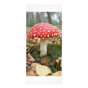 Red Fly Agaric Rack Card Werbekarte