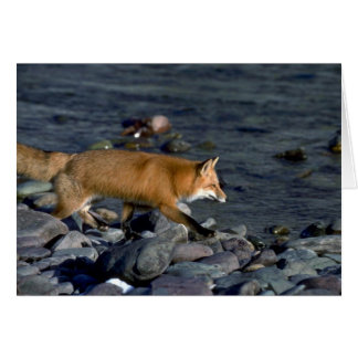 Red Fox am Fluss