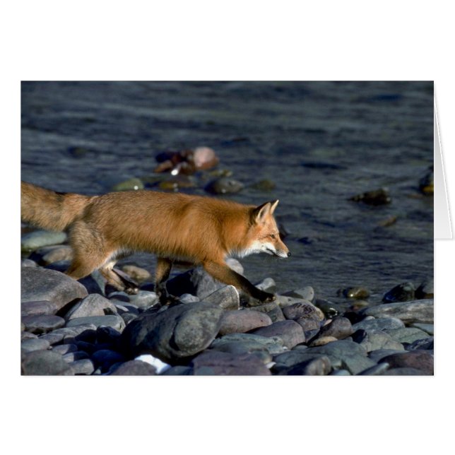 Red Fox am Fluss (Vorderseite (Horizontal))