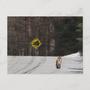 Red Fox auf der Hilltop Postkarte