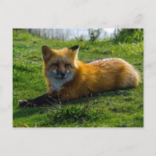 Red Fox auf San Juan Island, Washington Staat Postkarte