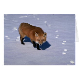 Red Fox auf Schnee