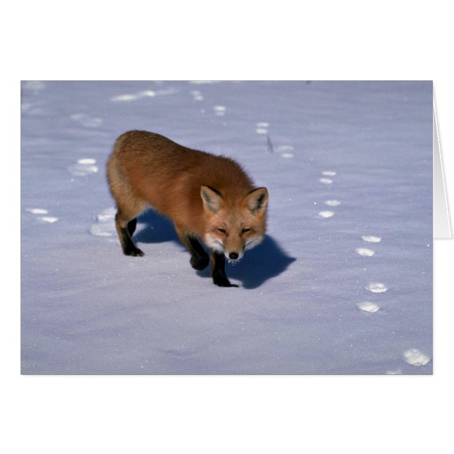 Red Fox auf Schnee (Vorderseite (Horizontal))