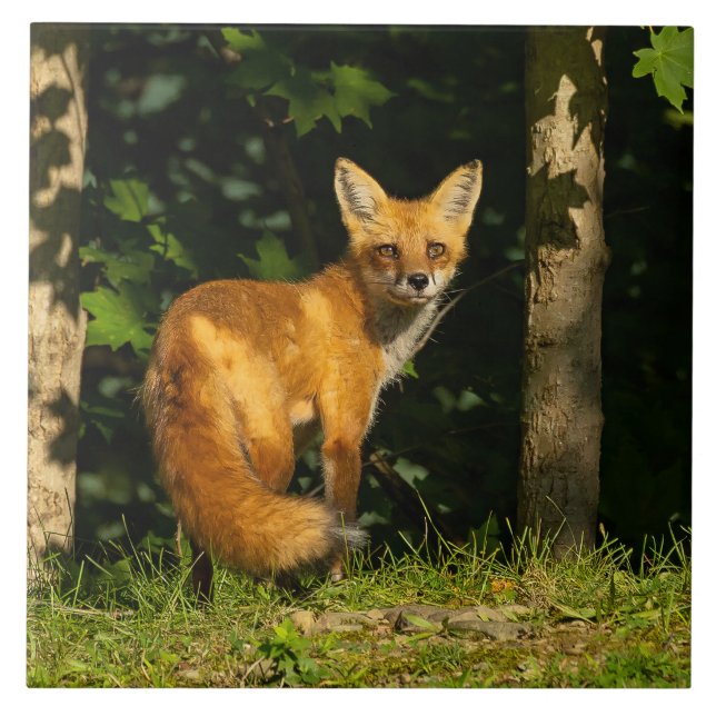 Red Fox Beauty Fliese (Vorderseite)