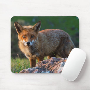 Red Fox bei Sunset, Australien, Wildlife Foto Mousepad