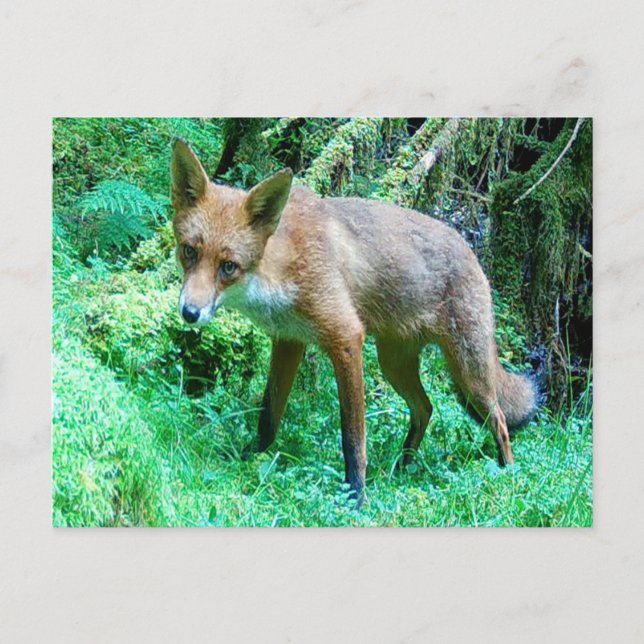 Red Fox Cub Postkarte (Vorderseite)