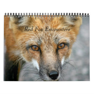 Red Fox Encounters Kalender