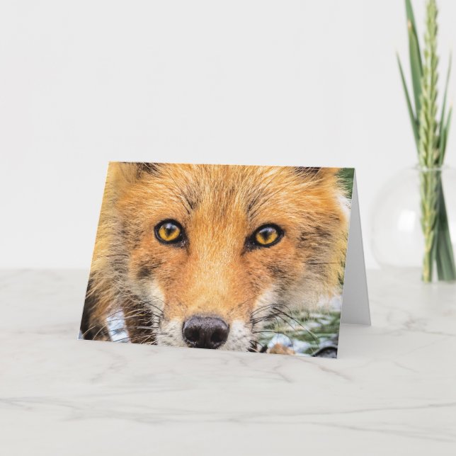 Red Fox Face - Augen Karte (Vorderseite)